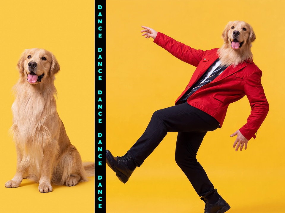 Before and after preview of a golden retriever transformed into a red jacket dance character